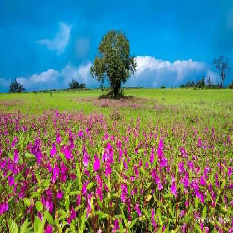 Gallery Royal Valley Resorts, Satara